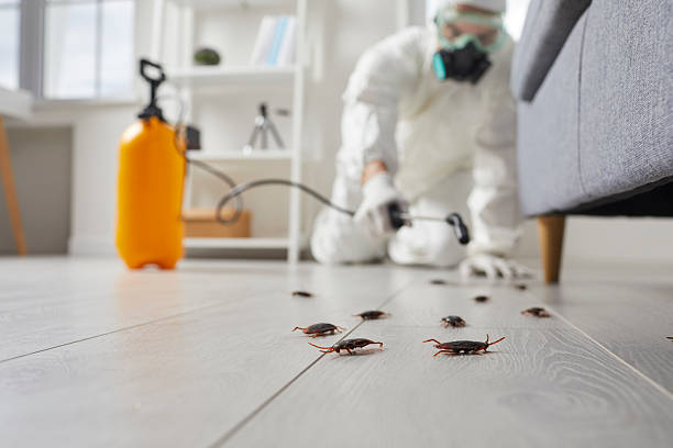 Affordable Termite Control solutions in Tower Lakes, IL